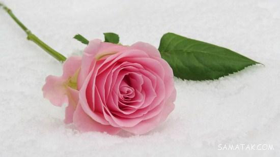 75 عکس گل رز واقعی باکیفیت بالا 75 عکس گل رز واقعی باکیفیت بالا