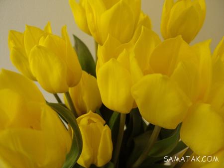 عکس گل های زیبای جهان عکس گل های زیبای جهان