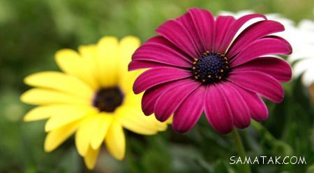 عکس گل های زیبای جهان عکس گل های زیبای جهان