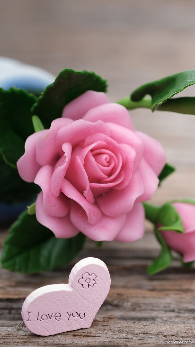 75 عکس گل رز واقعی باکیفیت بالا 75 عکس گل رز واقعی باکیفیت بالا