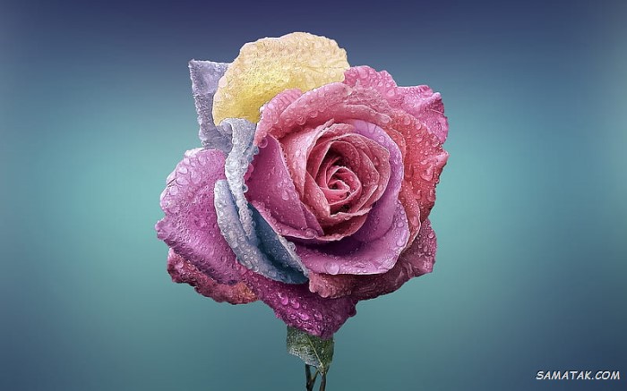 75 عکس گل رز واقعی باکیفیت بالا 75 عکس گل رز واقعی باکیفیت بالا