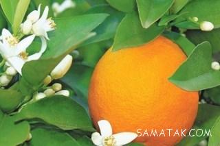 فواید آب نارنج چیست 1 25043439 samatak com
