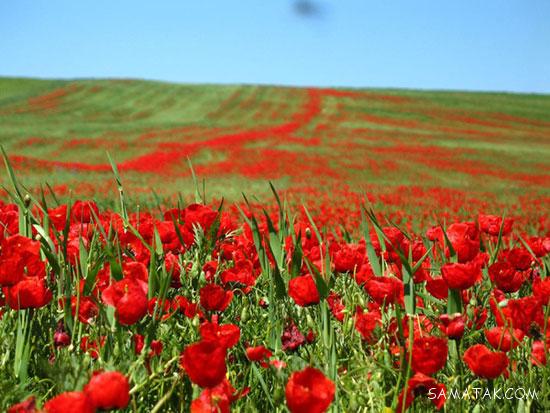جاهای دیدنی و گردشگری سمنان + جاهای تفریحی استان سمنان (2) جاهای دیدنی و گردشگری سمنان + جاهای تفریحی استان سمنان (2)
