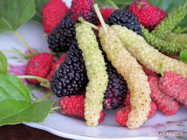 رژیم لاغری در فصل بهار | رژیم لاغری مناسب فصل بهار 3 رژیم لاغری برای فصل بهار