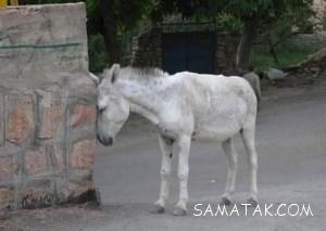ضرب المثل پرکاربرد مغز خر خورده با معنی 183 715716328 samatak com