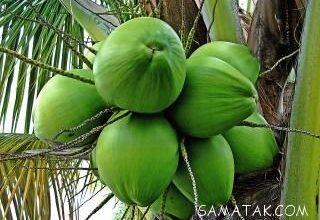 فواید روغن نارگیل برای رشد مو و ضخامت 49 1512079120 samatak com