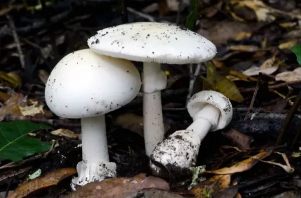 آمانیتا ورنا Amanita verna