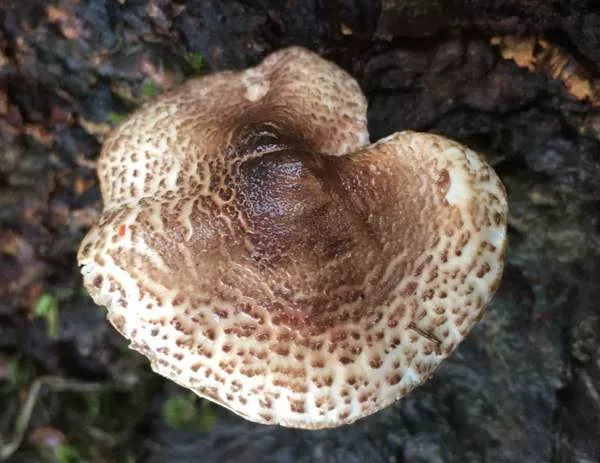 لپیوتا برونیون‌اینکارناتا Lepiota brunneoincarnata