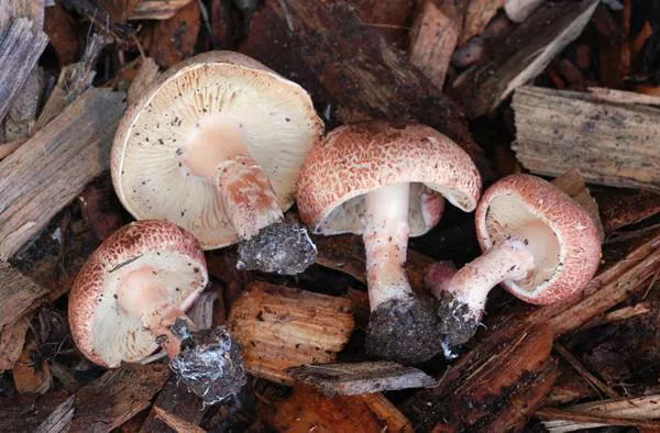 لپیوتا سابینکارناتا Lepiota subincarnata