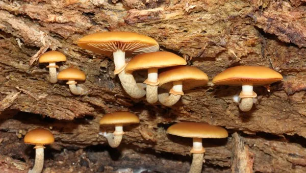 گالرینا مارگیناتا Galerina marginata