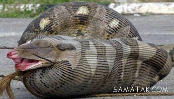 1149172257 samatak com