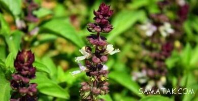 عسل ریحان چه خاصیتی دارد | خواص و فواید عسل ریحان برای بدن 120 2033554285 samatak com