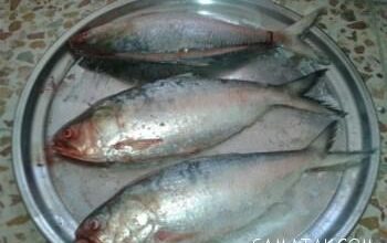 طرز تهیه ماهی شکم پر جنوبی در فر با سبزیجات معطر 45 593471699 samatak com