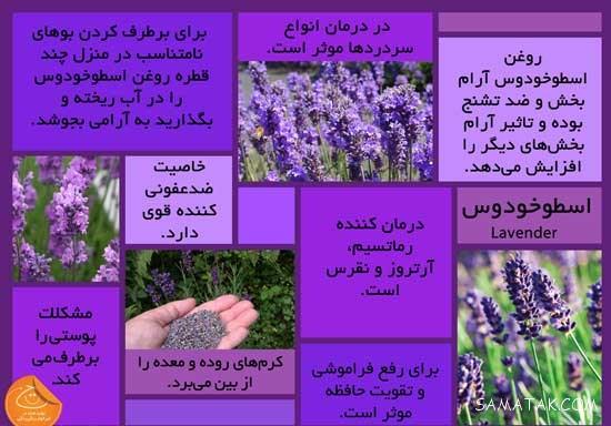 عکس نوشته خواص گیاهان دارویی | عکس نوشته های گیاهان دارویی عکس نوشته خواص گیاهان دارویی | عکس نوشته های گیاهان دارویی
