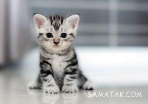 تعبیر خواب گربه سیاه، سفید، مرده، وحشی، مریض و بزرگ 32 941636952 samatak com