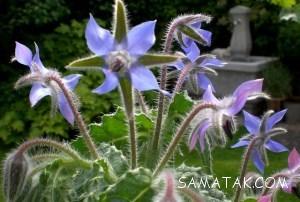 خواص و عوارض گل گاوزبان برای زنان و مردان + روش دم کردن گل گاوزبان 1 1179292887 samatak com