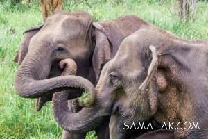 تعبیر خواب فیل و بچه فیل | تعبير خواب فيل چيست 27 882450564 samatak com
