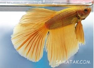 غذای ماهی آکواریوم آب شیرین | غذای ماهی قرمز خانگی 3 1528490117 samatak com