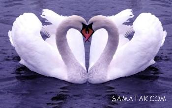 1801363523 samatak com
