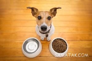 نحوه غذا دادن به توله سگ بدون مادر | غذای توله سگ بی مادر 7 1876931009 samatak com