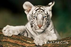 تعبیر خواب ببر سفید، سیاه، قهوه ای، اهلی و بزرگ 14 153688150 samatak com