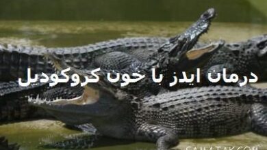 درمان قطعی ایدز در ایران با خون کروکودیل 1 1107616842 samatak com