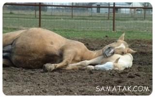 چگونگی خواب حیوانات حیات وحش | حیوانات چگونه می خوابند 47 366734564 samatak com