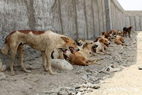 تعبیر خواب تبدیل شدن انسان به سگ | تعبیر سگ شدن انسان در خواب