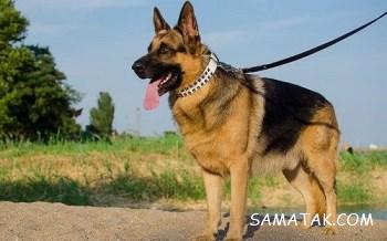 تعبیر خواب تبدیل شدن انسان به سگ | تعبیر سگ شدن انسان در خواب 2 1582193374 samatak com