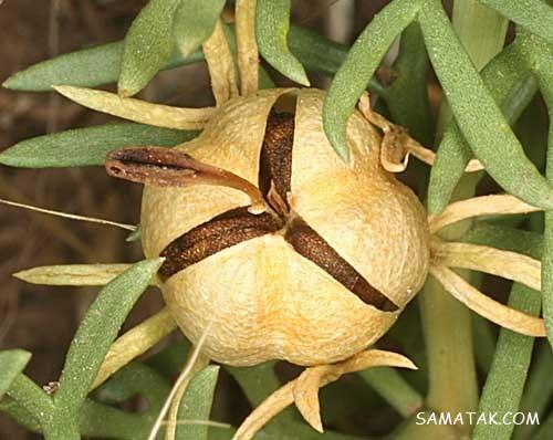 خواص روغن اسپند برای پوست - مو - گوش - لاغری و ... | طریقه مصرف روغن اسپند خواص روغن اسپند برای پوست - مو - گوش - لاغری و ... | طریقه مصرف روغن اسپند