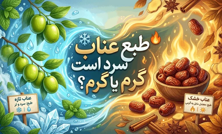 طبع عناب سرد است یا گرم (تازه - خشک) + مصلح عناب 1 طبع عناب سرد است یا گرم