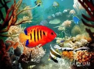 بهترین ماهی آکواریومی برای تکثیر | بهترین ماهی برای تکثیر در آکواریوم 44 1242823992 samatak com