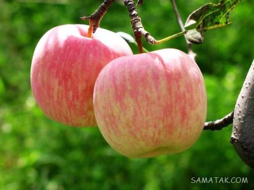 خواص سیب گلاب برای لاغری - بارداری - پوست | انواع سیب گلاب
