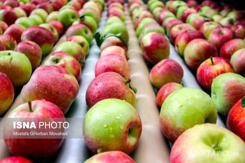 خواص سیب گلاب برای لاغری - بارداری - پوست | انواع سیب گلاب