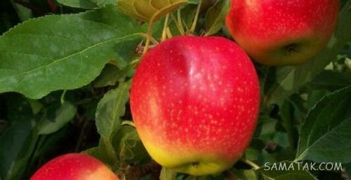 خواص سیب گلاب برای لاغری - بارداری - پوست | انواع سیب گلاب