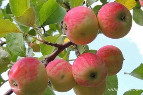 خواص سیب گلاب برای لاغری - بارداری - پوست | انواع سیب گلاب