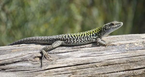 تعبیر خواب مارمولک سبز، سیاه، قهوه ای، سفید، خاکستری، مرده و بزرگ
