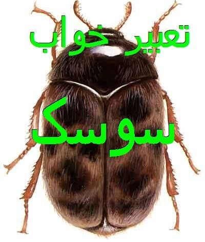 تعبیر خواب سوسک سیاه، قهوه ای، مرده، بالدار، ریز + کشتن سوسک در خواب 1 1445194133 samatak com