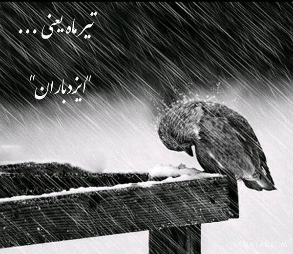 عکس پروفایل تیر ماهی جدید | عکس پروفایل تیر ماهی خاص