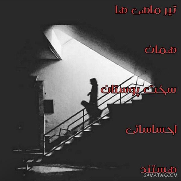 عکس پروفایل تیر ماهی دخترونه + عکس پروفایل تیر ماهی ها