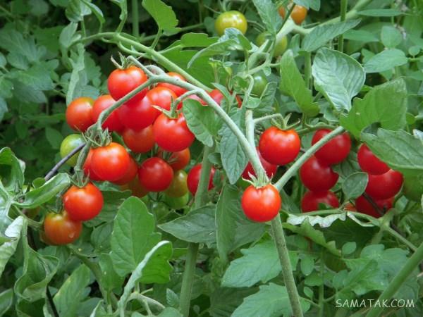 تعبیر خواب گوجه فرنگی قرمز - پخته - خوردن - سبز - رسیده و گندیده تعبیر خواب گوجه فرنگی قرمز - پخته - خوردن - سبز - رسیده و گندیده