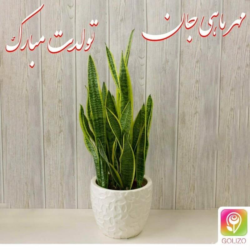 مهر ماهی جان تولدت مبارک مهر ماهی جان تولدت مبارک