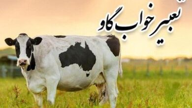 تعبیر خواب گاو سیاه مرده - وحشی - شاخدار - مریض - زرد 4 1524559221 samatak com