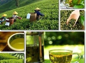 خواص چای سبز چیست | فواید چای سبز برای بدن 106 1928475188 samatak com