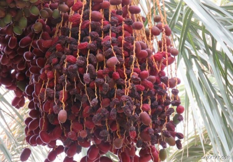 تعبیر خواب خرما چیست | دیدن خرما در خواب نشانه چیست