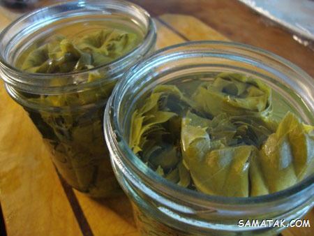 نحوه نگهداری برگ مو در آب نمک + چگونگی نگهداری برگ مو در فریزر نحوه نگهداری برگ مو در آب نمک + چگونگی نگهداری برگ مو در فریزر