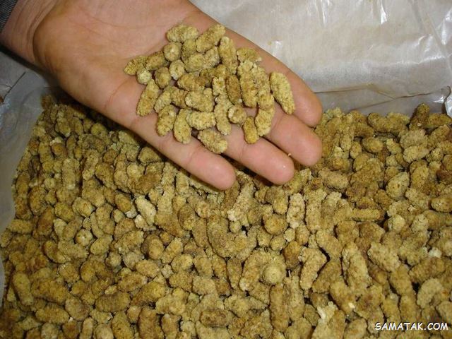خشک کردن توت سفید؛ چگونه توت سفید را خشک کنیم که سیاه نشود خشک کردن توت سفید؛ چگونه توت سفید را خشک کنیم که سیاه نشود