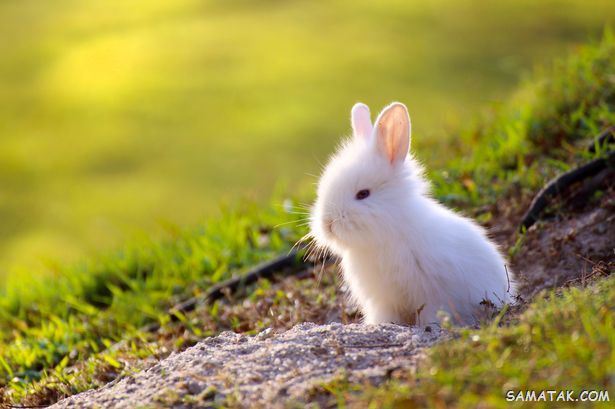 عکس خرگوش های بامزه و خوشگل | عکس خرگوش فانتزی برای پروفایل عکس خرگوش های بامزه و خوشگل | عکس خرگوش فانتزی برای پروفایل