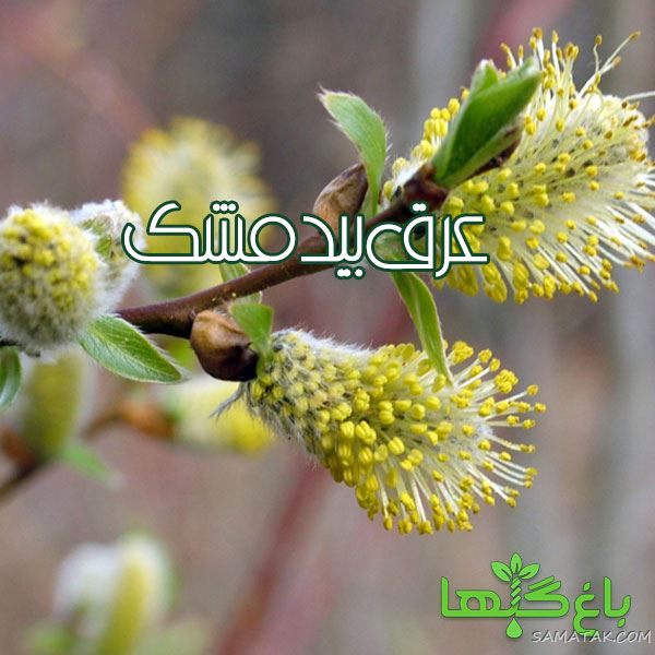 سوغات خوراکی شیراز چیست + عرقیات معروف شیراز سوغات خوراکی شیراز چیست + عرقیات معروف شیراز