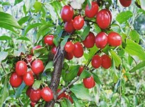 خواص زغال اخته + بهترین زمان مصرف زغال اخته 93 682484982 samatak com